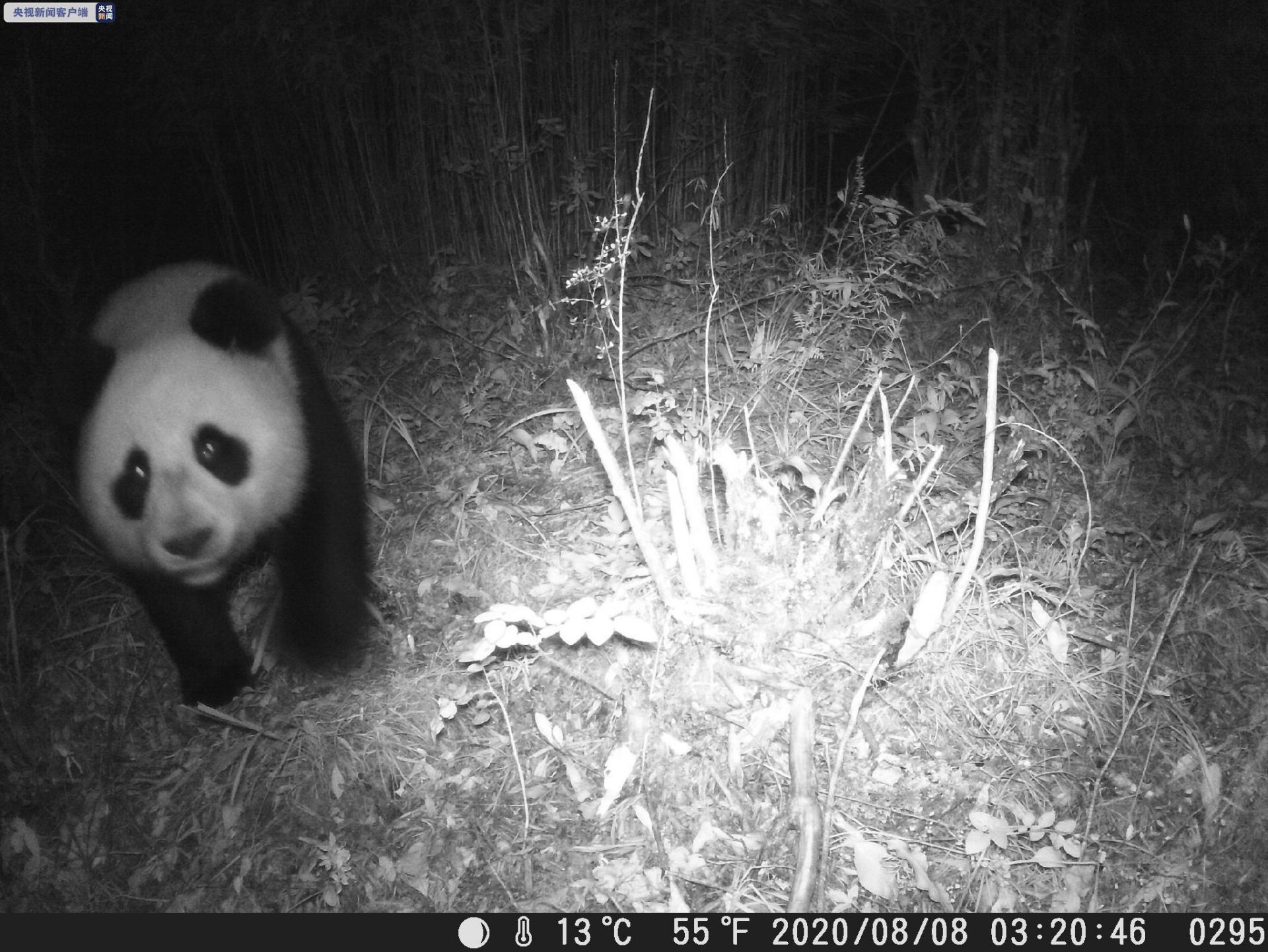 四川土地岭大熊猫国家公园首次通过红外相机拍到大熊猫身影