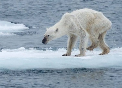 觅食困难，北极熊将在本世纪末灭绝？