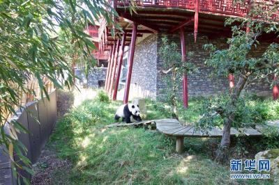 旅荷大熊猫宝宝取名“梵星”