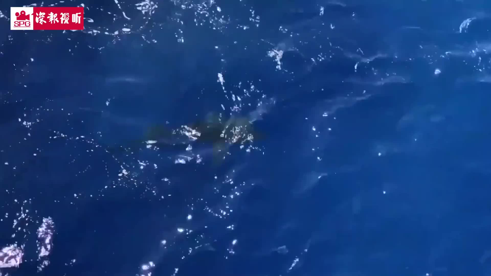 暗藏“鲨”机！美国警卫队海游遇鲨鱼 连开数枪救队友