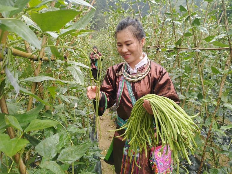 “金豆角”托起广西三江村民致富梦