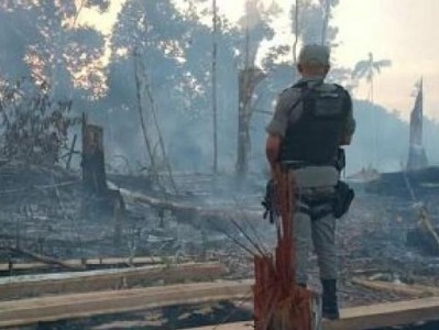 巴西监测机构：亚马孙地区今年以来71%毁林烧荒地区变农田