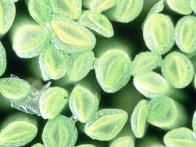 植物细胞中有精准指挥适应环境的“信号灯”
