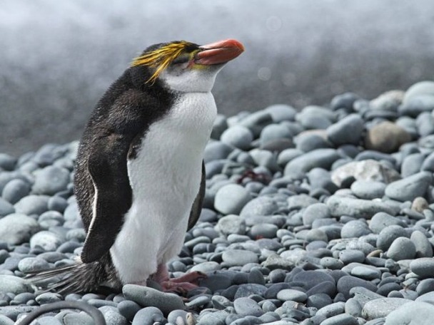 基因研究发现企鹅源自澳大利亚水域 