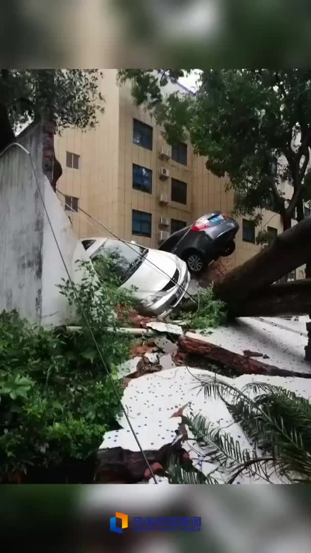 台风“海高斯”把珠海一小车“吹”上了树？！真相来了