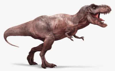 山东诸城发现甲龙类恐龙新属种，正式命名为“诸城中国甲龙”