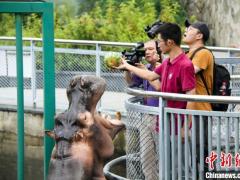 吹空调、吃西瓜 动物夏日“花式”防暑降温
