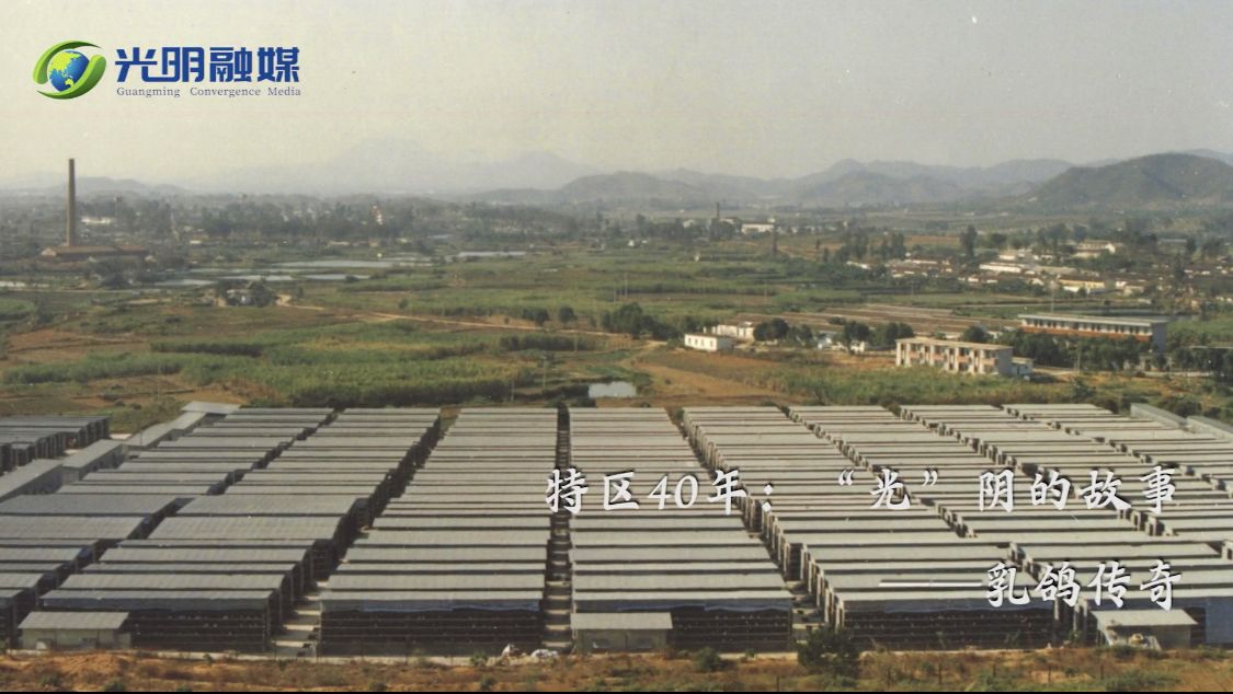 特区40年|《“光”阴的故事》系列节目第五期：光明乳鸽传奇