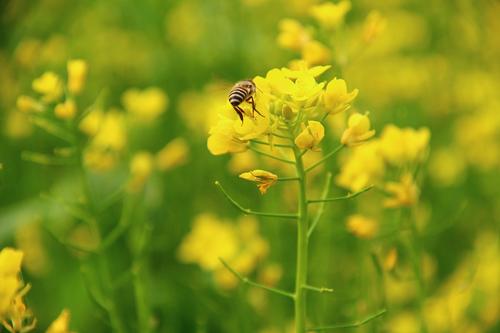 中国农科院研究成果：油菜生长密码已被成功破解