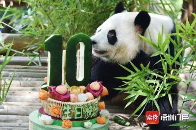 深圳野生动物园为大熊猫“园舟”举办10周岁生日会