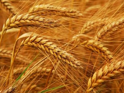 国家粮食和物资储备局：主产区小麦累计收购4663.6万吨 