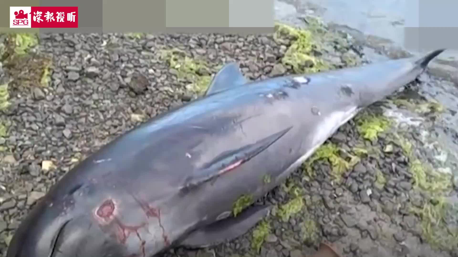 毛里求斯发现多只海豚死亡 或与日本货轮触礁原油泄漏有关