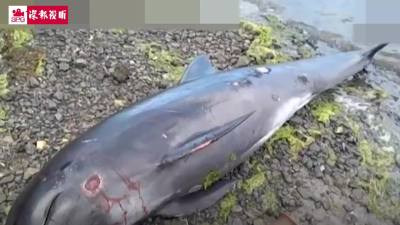 毛里求斯发现多只海豚死亡 或与日本货轮触礁原油泄漏有关