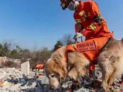 网红“泥身”搜救犬退役，被首任训导员收养