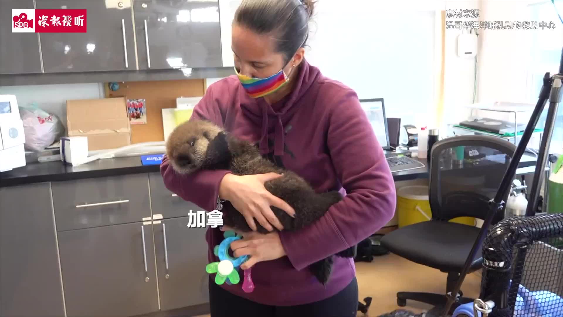 失去妈妈的海獭宝宝超怕水,幸好遇到“人类母亲”