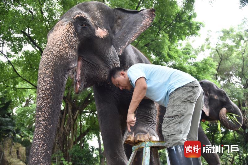 深圳野生动物园饲养员给大象修脚美甲