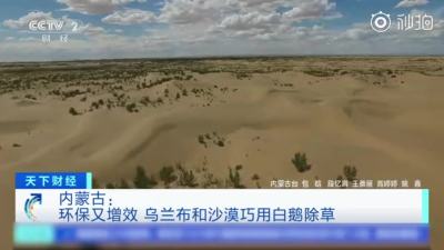 内蒙古沙漠养2000只白鹅除草