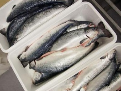 智利重罚挪威三文鱼生产商