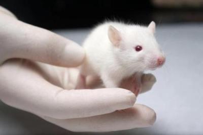 哈兽研建立新冠小鼠模型，病毒能同时在上下呼吸道有效复制