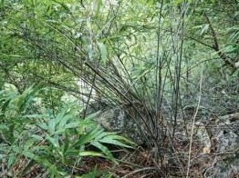 科研人员在老挝中部发现首个肉质多浆竹类新属 