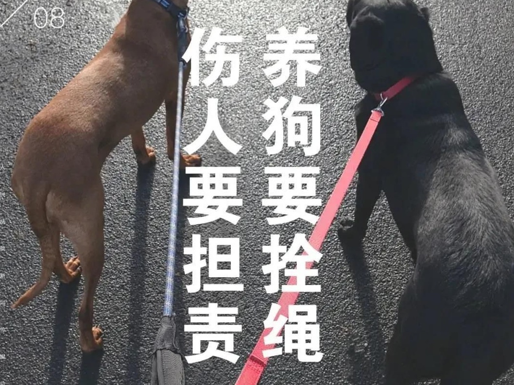 浙江骑车女子被不牵绳藏獒吓得撞墙致高位截瘫，犬主被判赔超百万