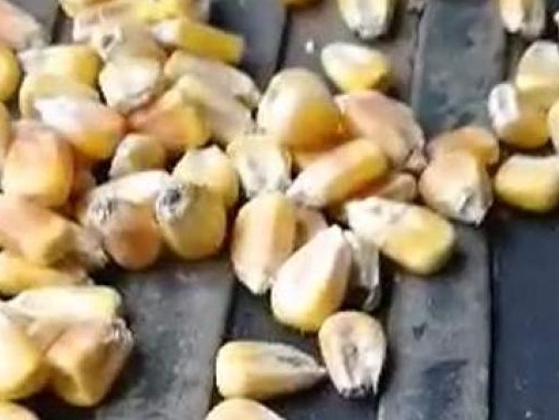粮库竞拍玉米有大量虫眼？吉林中储粮：未及时除治，严处责任人