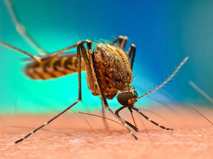 美国放7.5亿只转基因蚊子，吓坏当地人！