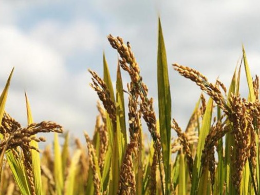 南方洪涝对水稻生产影响几何？专家调研：依然有望丰收 
