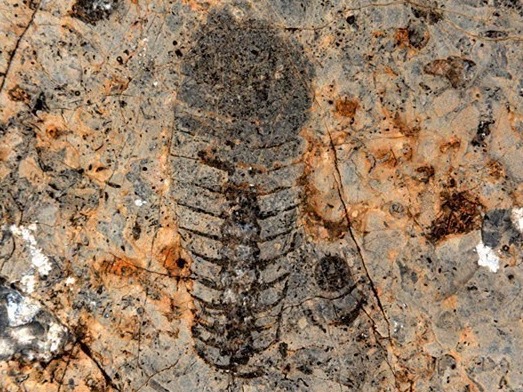 河北邯郸发现早古生代奥陶纪“角石古生物化石”