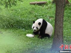 美国国家动物园喜添熊猫幼崽