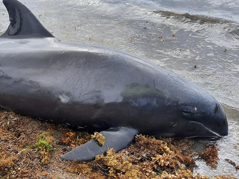毛里求斯海岸不明死亡生物判明为瓜头鲸，死亡数量增至38只 