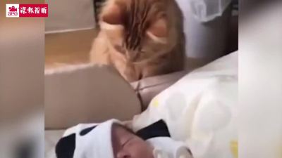 有爱！猫咪与宝宝第一次见面，按耐不住的爪爪想rua