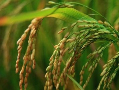 中国科学家解析水稻小穗“变性”机制，为水稻增产提供新路径