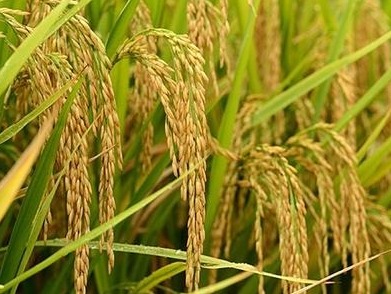 国家水稻良种重大科技攻关项目育出“小粒不育系”