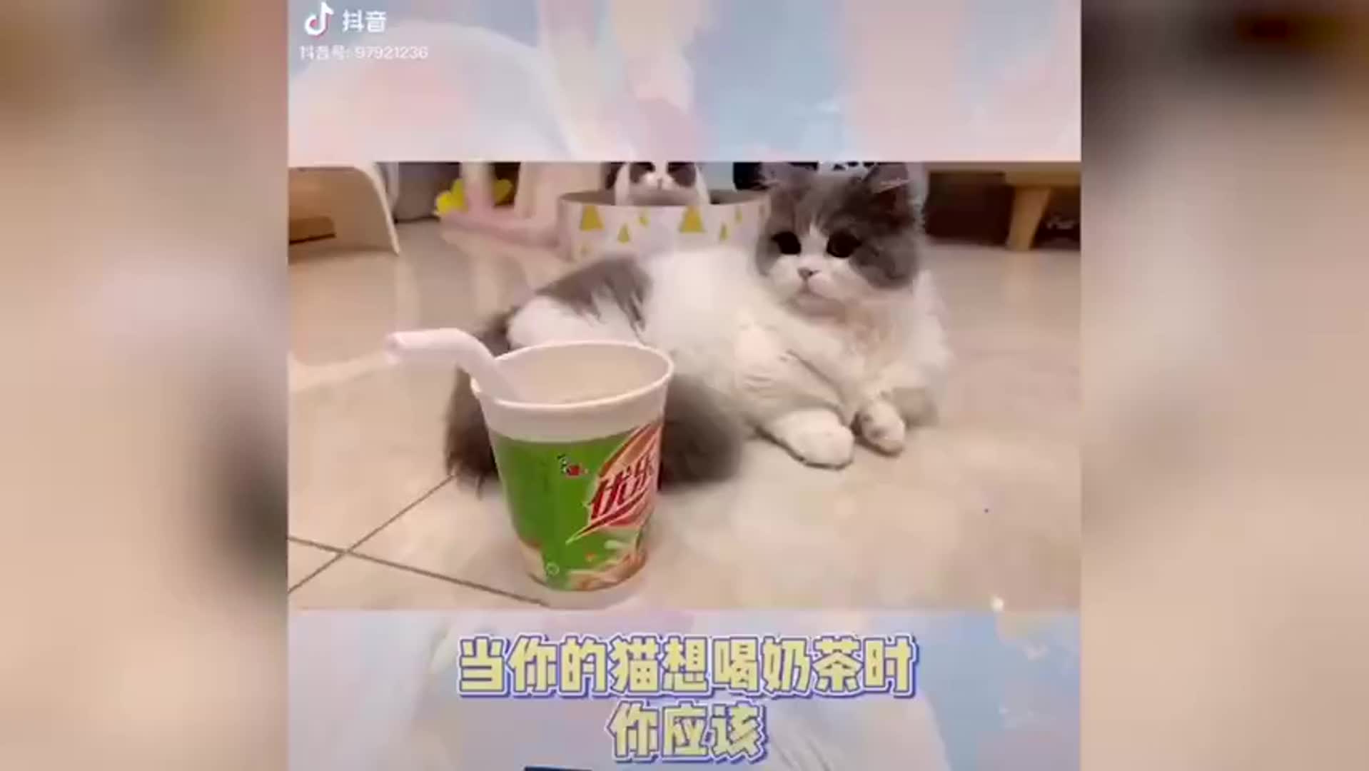 猫咪奶茶成爆款，95后海归创业月入10万