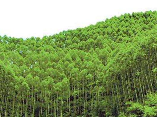 惠州龙门明年起改造桉树林 逐步实现桉树种植全面有序退出