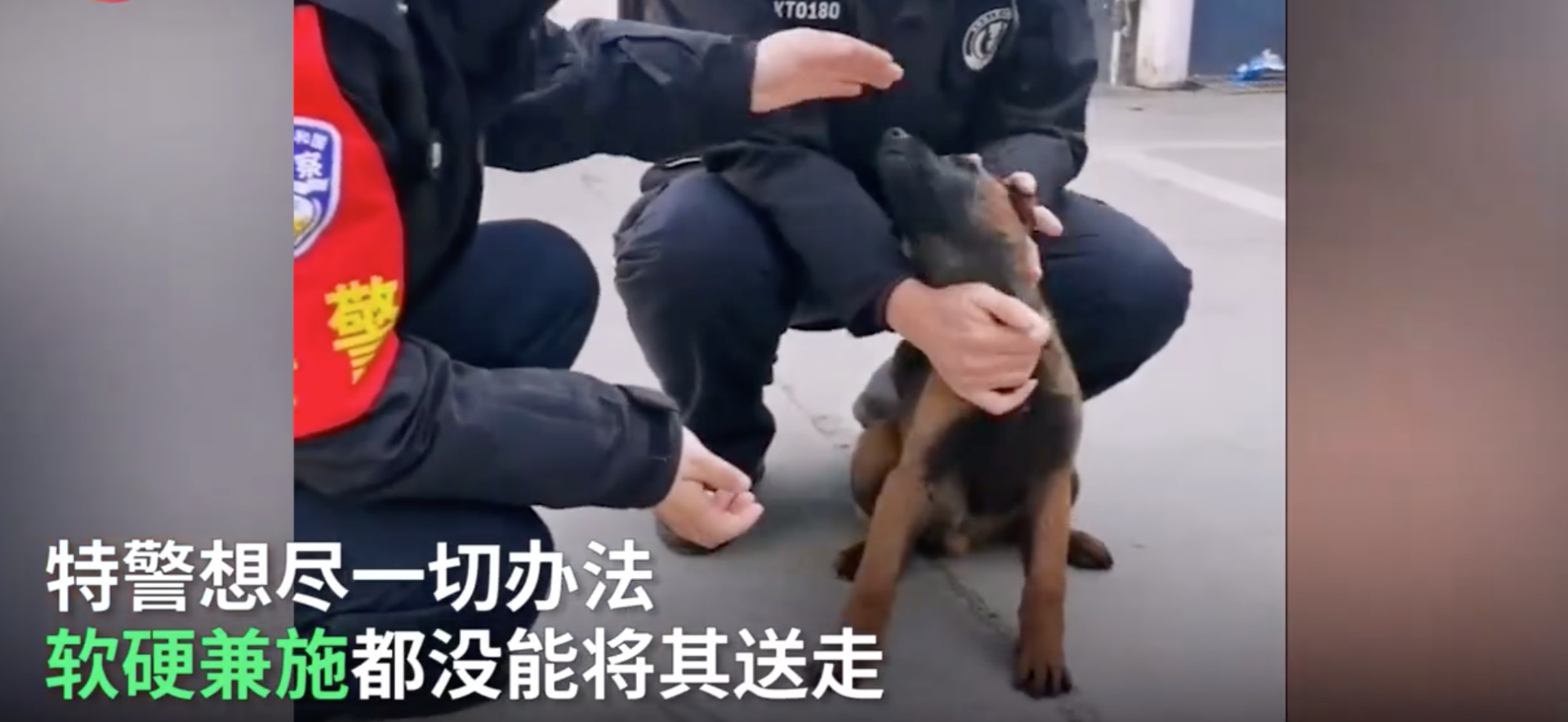 有理想！那条“赶不走”的流浪犬凭实力成为警犬学员
