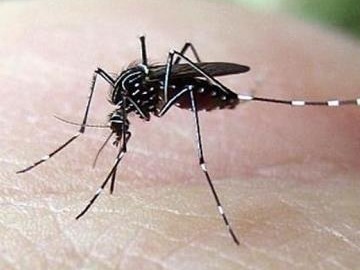 新加坡登革热感染人数达22403例，成有记录以来最多一年