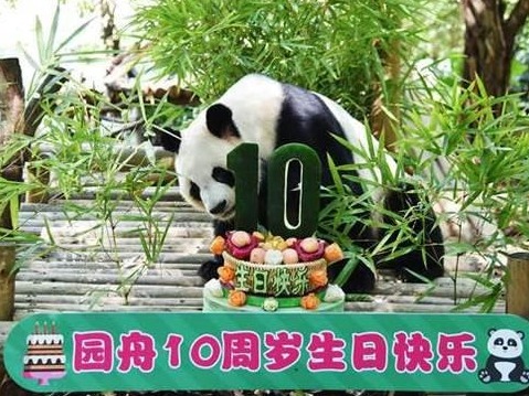 大熊猫“园舟”10岁了，深圳野生动物园召集粉丝为它庆生