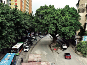 惠州鹅岭立交改造，该不该为百年古树“让路”？