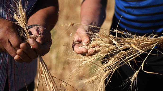 农业农村部：没必要担心小麦供给问题，价格不会持续上涨