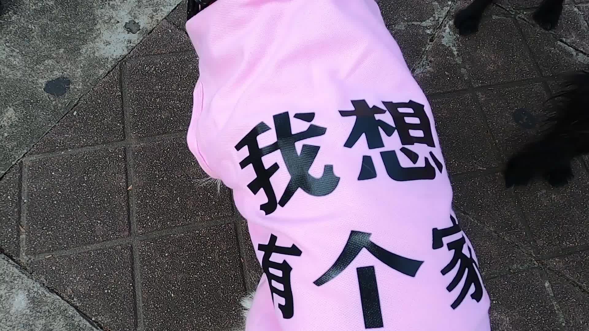 关爱流浪犬，世界爱狗日公益活动在观澜湖举办