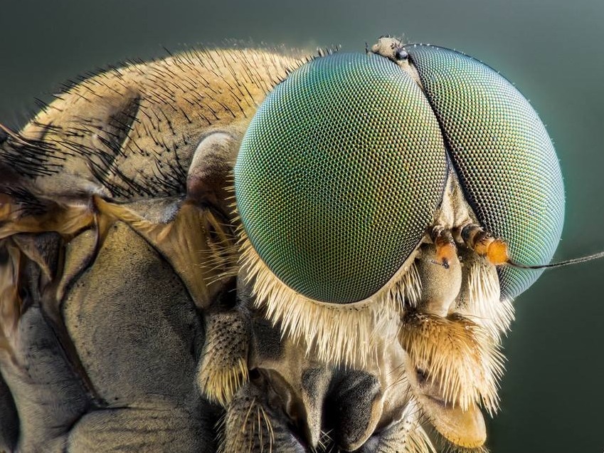 昆虫视觉功能五亿年前或已形成