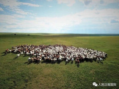 羊要来了！一起去蒙古国牧场实地看羊 
