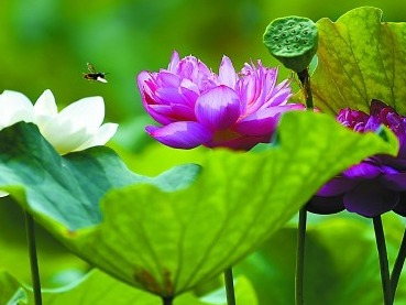 夏日炎炎，古人如何纳凉