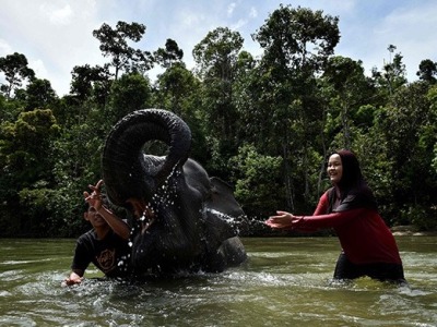 世界动物保护协会：给大象洗澡等旅游项目同样存在动物伤害