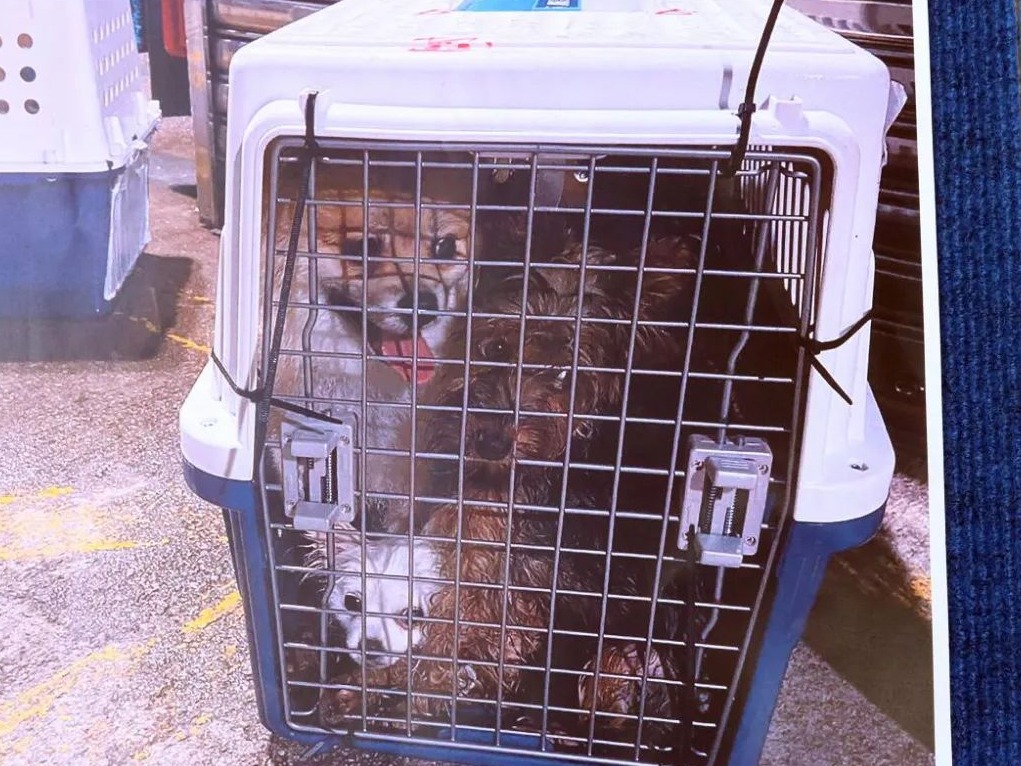 走私物中检获12只狗 竟因主人内地避疫思犬心切求团聚？