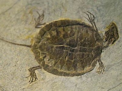 阿根廷古生物学家复原2亿多年前乌龟化石 