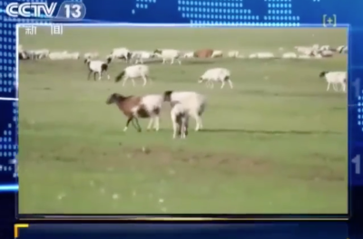 蒙古国捐赠的3万只羊，去向明确了