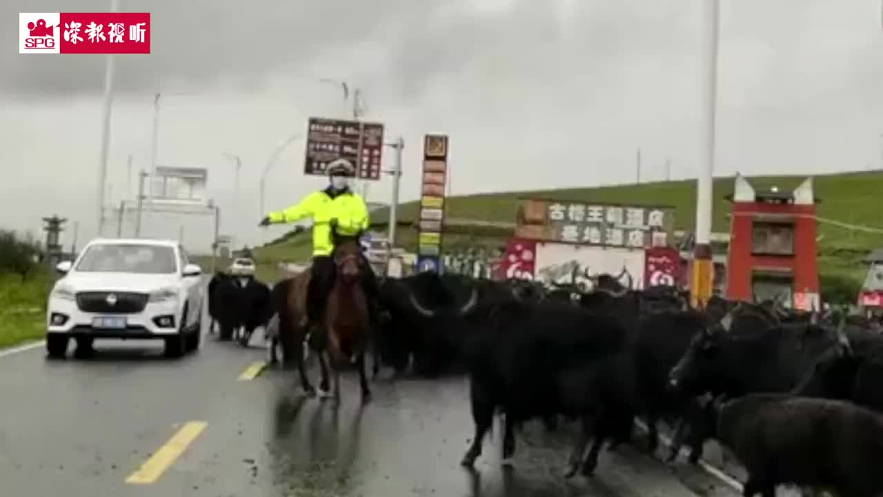 牦牛群突然乱入车流，全能交警骑马挥鞭疏导